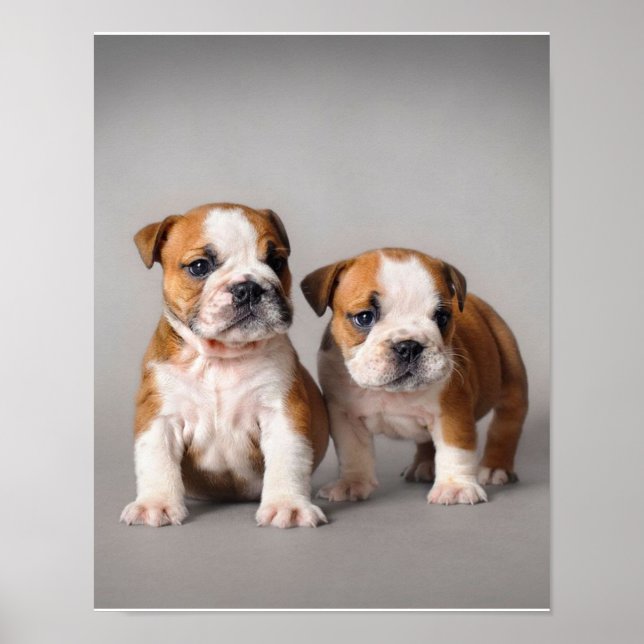 English Bulldog Puppies | Couple Niedlich Bulldog Poster (Vorne)