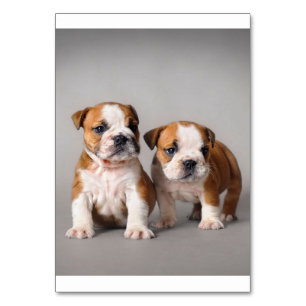 English Bulldog Puppies Couple Niedlich Bulldog Tischnummer