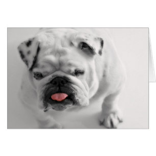 English Bulldog Puppy