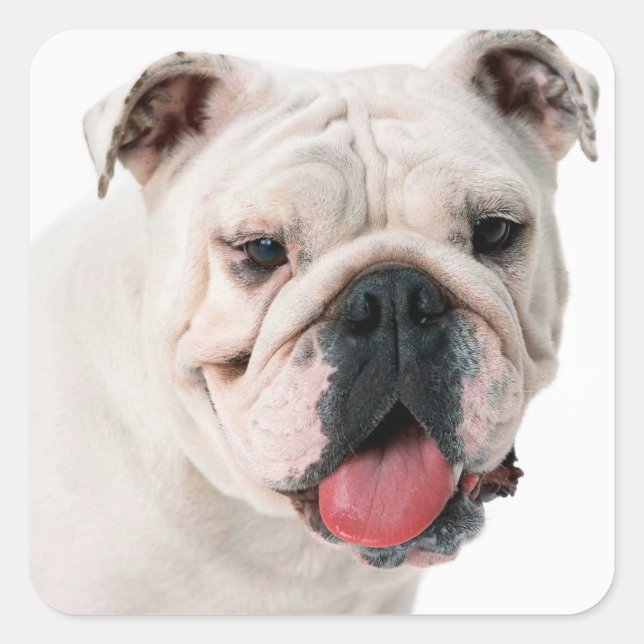 English Bulldog Puppy Docker / Siegel Quadratischer Aufkleber (Vorderseite)