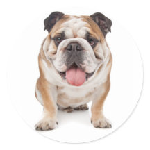 English Bulldog Puppy Docker / Siegel