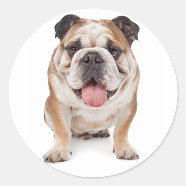English Bulldog Puppy Docker / Siegel Runder Aufkleber (Vorderseite)