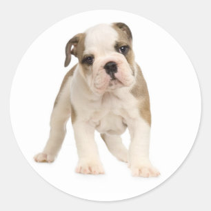 English Bulldog Puppy Docker / Siegel Runder Aufkleber