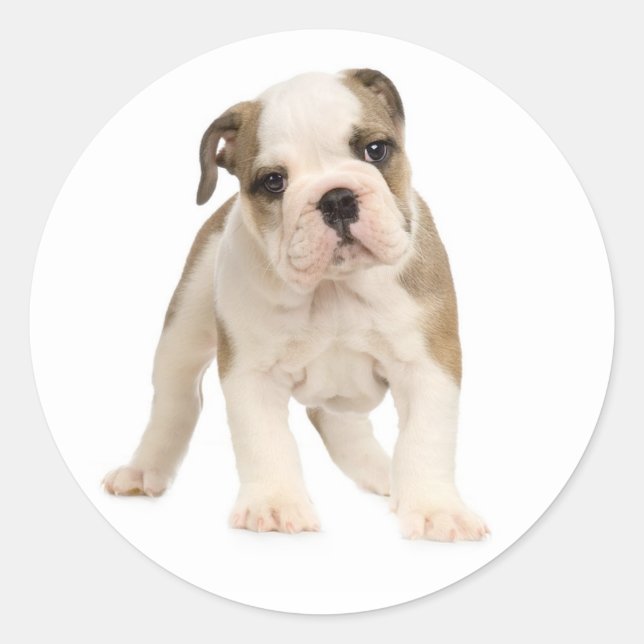 English Bulldog Puppy Docker / Siegel Runder Aufkleber (Vorderseite)