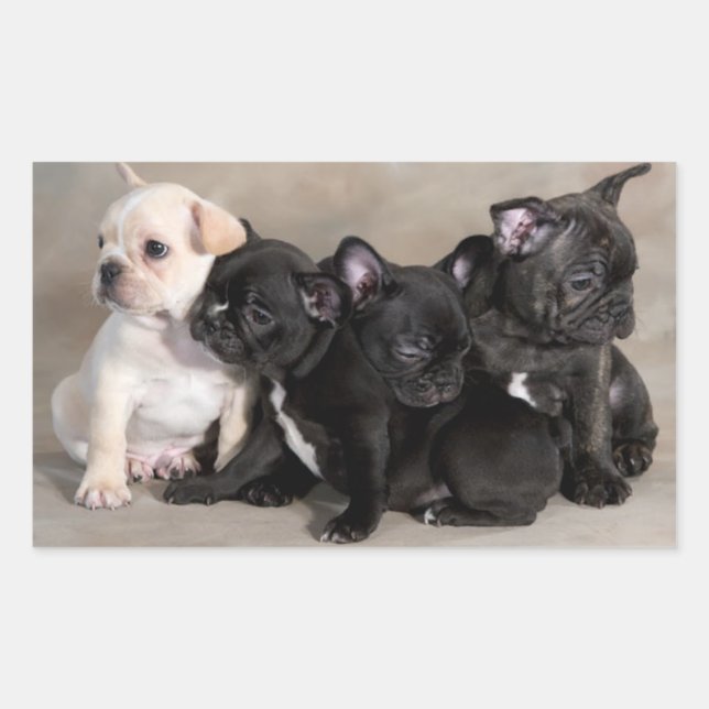 English Bulldog Puppy Dog Grußkleber Rechteckiger Aufkleber (Vorderseite)