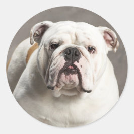 English Bulldog Puppy Dog Liebe Sticker / Siegel
