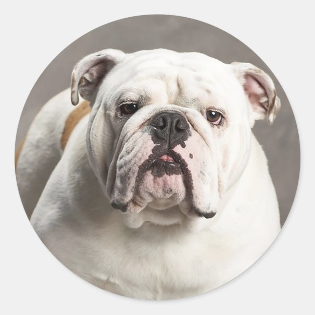 English Bulldog Puppy Dog Liebe Sticker / Siegel (Vorderseite)