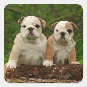 English Bulldog Puppy Dog Liebe Sticker / Siegel
