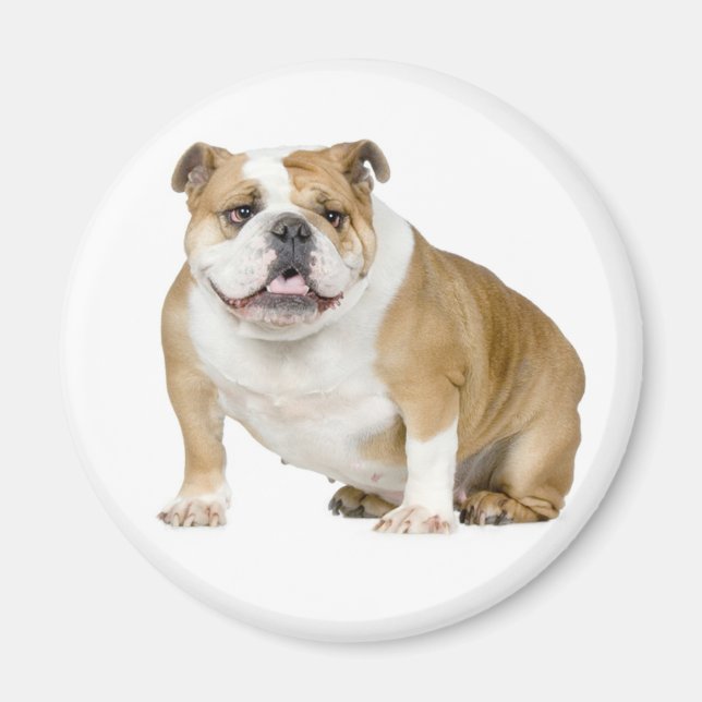 English Bulldog Puppy Dog Magnet (Vorne)