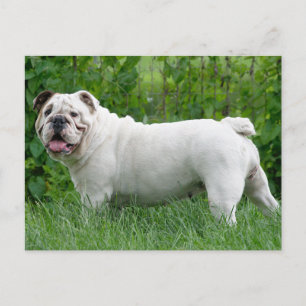 English Bulldog Puppy Dose Blank Postcard Postkarte