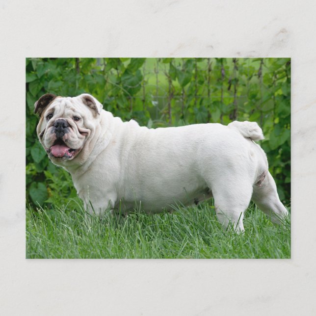 English Bulldog Puppy Dose Blank Postcard Postkarte (Vorderseite)