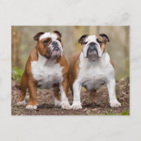 English Bulldog Puppy Dose Blank Postcard