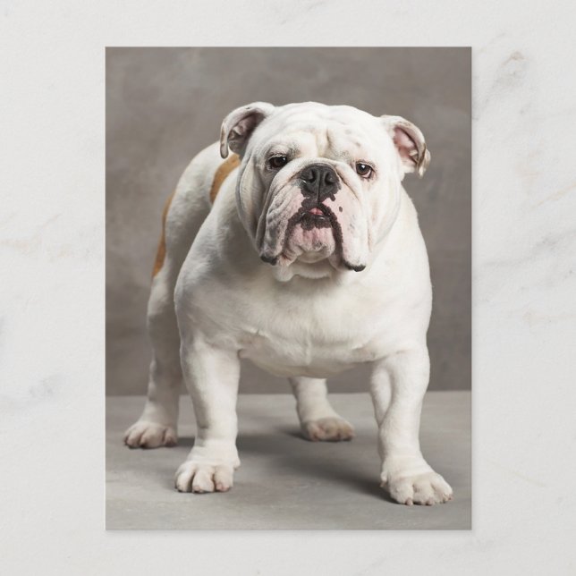 English Bulldog Puppy Dose Blank Postcard Postkarte (Vorderseite)