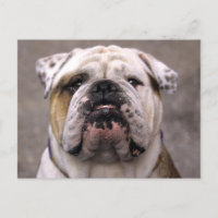 English Bulldog Puppy Dose Blank Postcard