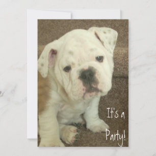 English Bulldog Puppy Invitations