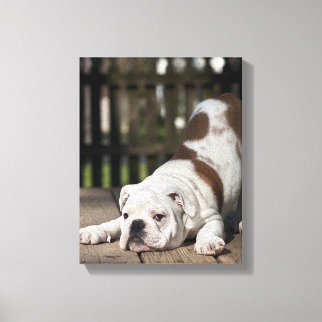 English Bulldog Puppy Leinwanddruck (Vorderseite)