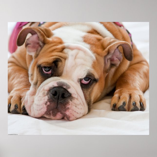English Bulldog Puppy Poster (Vorne)