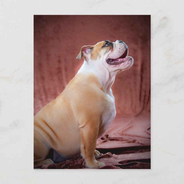 English Bulldog Puppy Postkarte (Vorderseite)