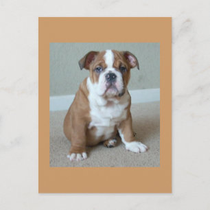 English Bulldog Puppy Postkarte