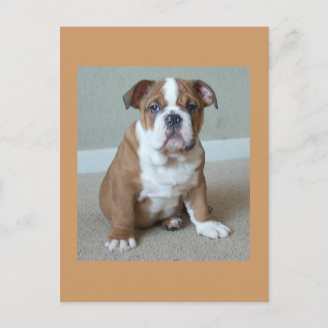English Bulldog Puppy Postkarte (Vorderseite)