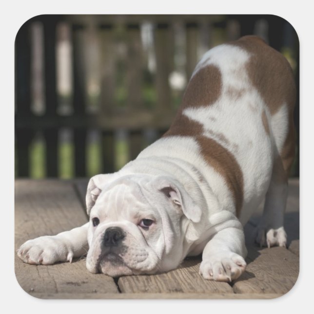 English Bulldog Puppy Quadratischer Aufkleber (Vorderseite)