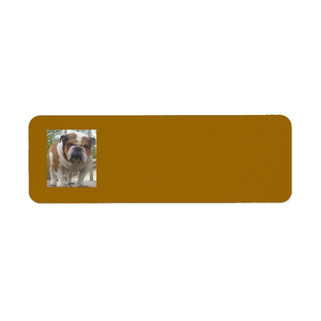 English Bulldog Rücksendeadressen-Aufkleber (Vorne)