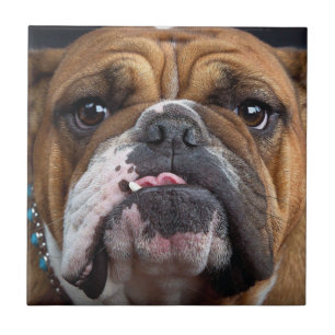 English Bulldog Throw Kissen Fliese