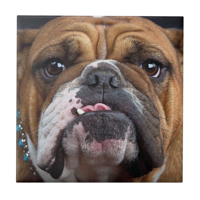 English Bulldog Throw Kissen Fliese (Vorderseite)