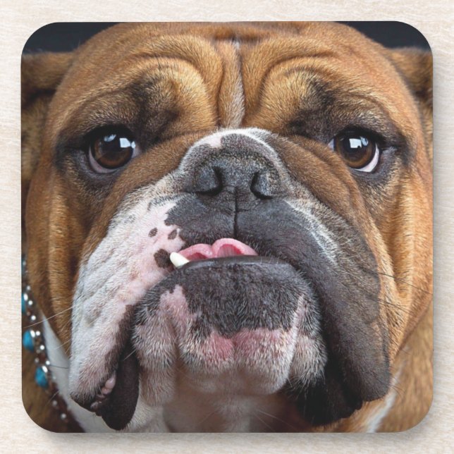 English Bulldog Throw Kissen Getränkeuntersetzer (Vorderseite)