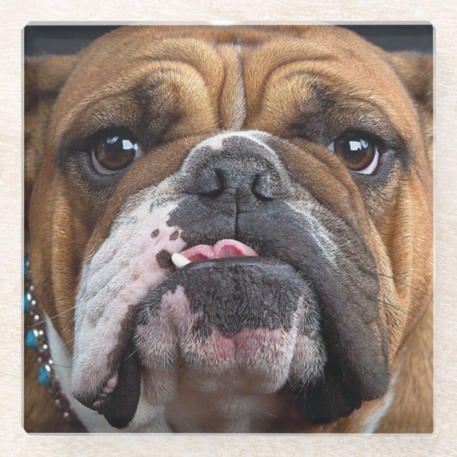 English Bulldog Throw Kissen Glasuntersetzer (Vorderseite)