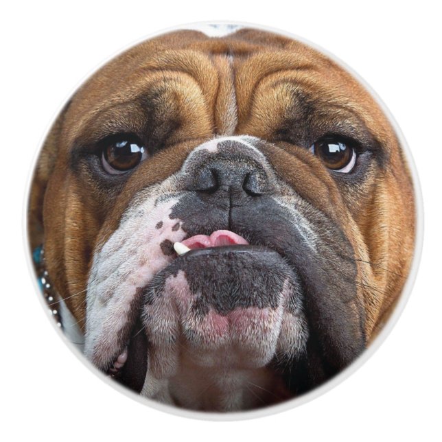 English Bulldog Throw Kissen Keramikknauf (Vorderseite)