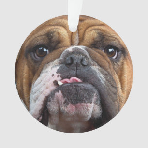 English Bulldog Throw Kissen Ornament
