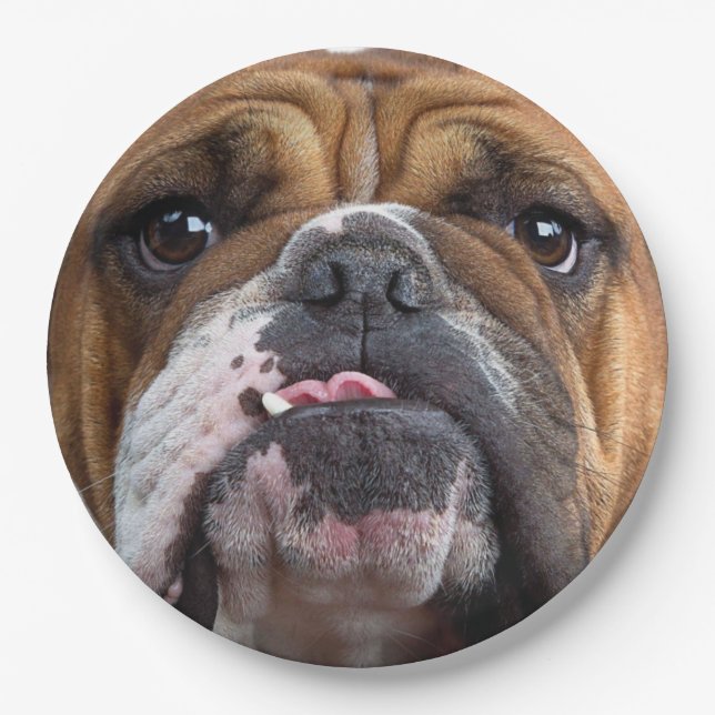 English Bulldog Throw Kissen Pappteller (Vorderseite)
