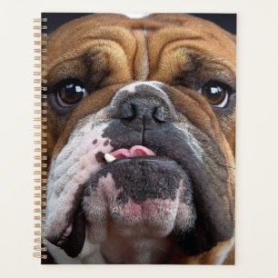 English Bulldog Throw Kissen Planer