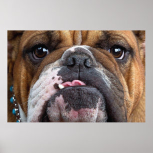 English Bulldog Throw Kissen Poster