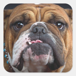 English Bulldog Throw Kissen Quadratischer Aufkleber