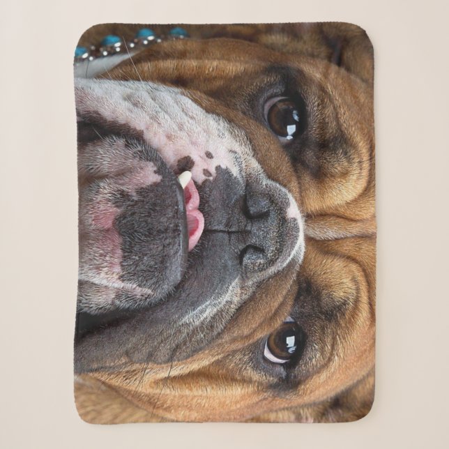 English Bulldog Throw Kissen Sherpadecke (Vorderseite)