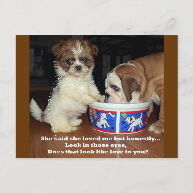 English Bulldog und Shih Tzu Puppy Postkarte (Vorderseite)