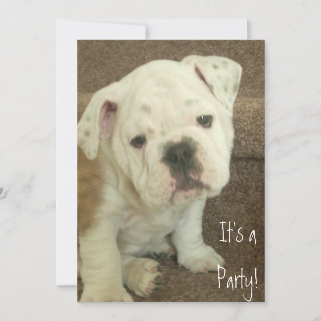 English Bulldog Welpe Invasion Party Einladung (Vorderseite)