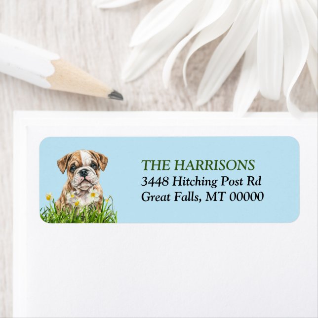 English Bulldog Welppy Daffodil Garden (Insitu)
