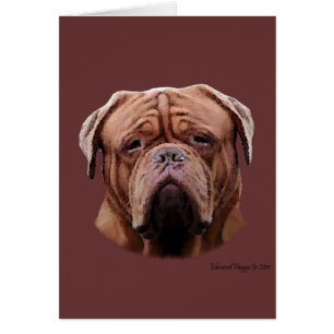 English Bulldogs II