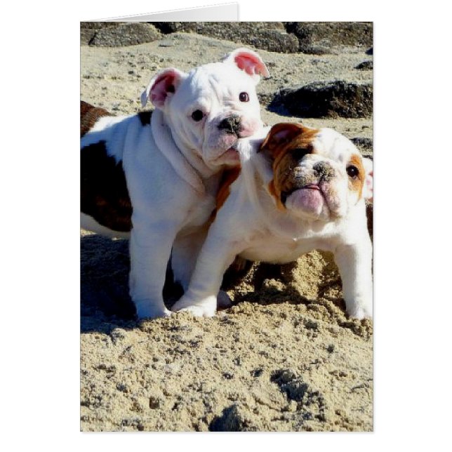 English Bulldogs Puppy Liebe! (Vorne)