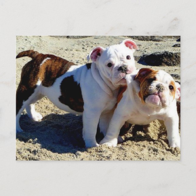 English Bulldogs Puppy Liebe! Postkarte (Vorderseite)