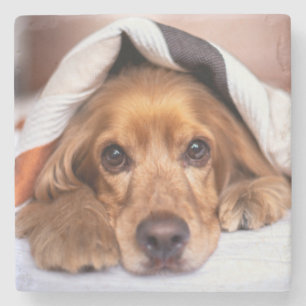 English Cocker Spanel Dog Steinuntersetzer