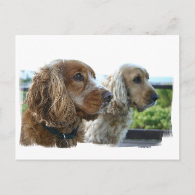 English Cocker Spanisch Postcard Postkarte (Vorderseite)