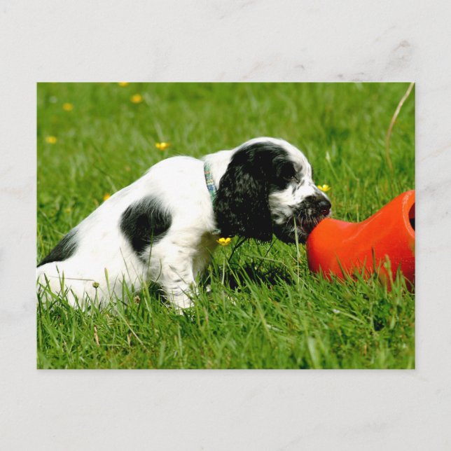 English Cocker Spanische Welpe mit Red Clog Postkarte (Vorderseite)
