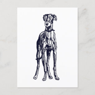 English Greyhound Breed Postkarte