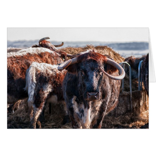 English Longhorns (Vorderseite (Horizontal))