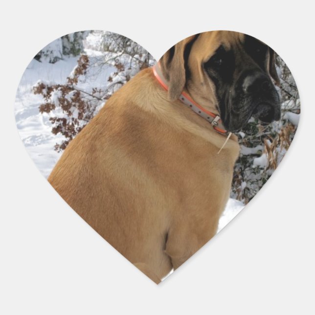 English Mastiff dog "Snow Pose" Foto Aufkleber (Vorderseite)