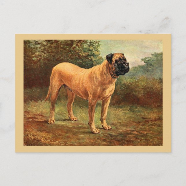 English Mastiff Dog Vintag Illustration Postkarte (Vorderseite)